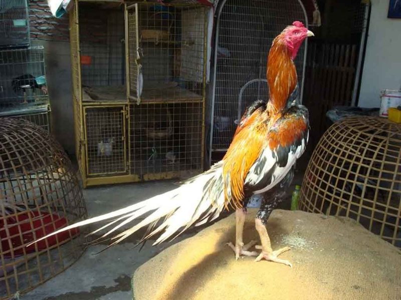 Khi chiến kê đứng sau hồ thường đã vết thương bầm tím
