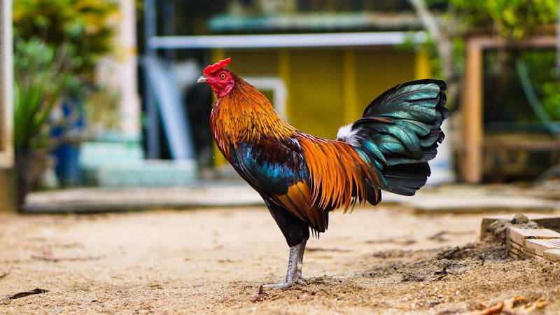 Trong thời điểm thi đấu việc kê chiến dễ bị thương do trúng đòn