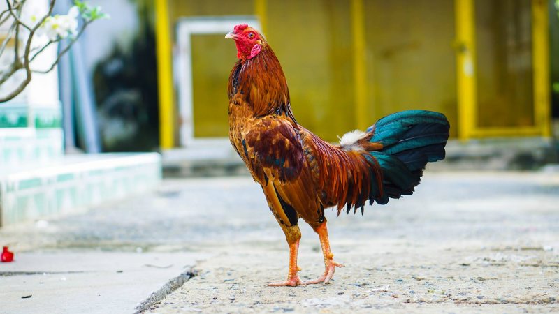Cách làm nước cho gà chọi chuẩn nhất khi bị bụi bay vào mắt là gì?