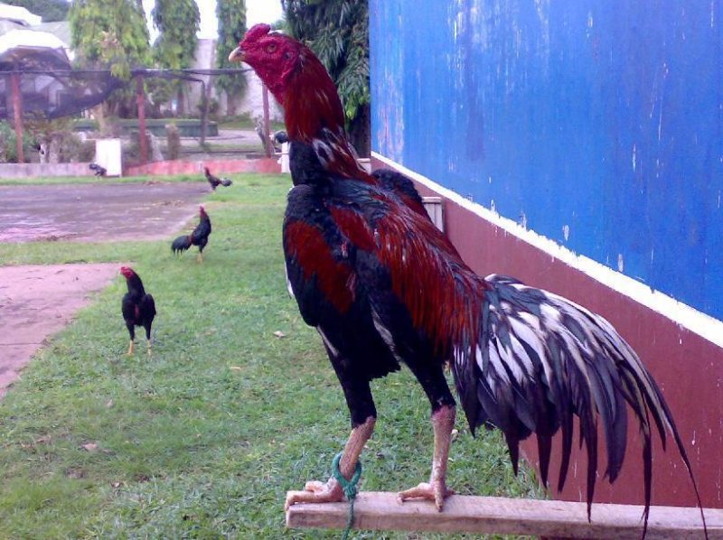 Cách làm nước cho gà chọi sau trận đấu rất quan trọng