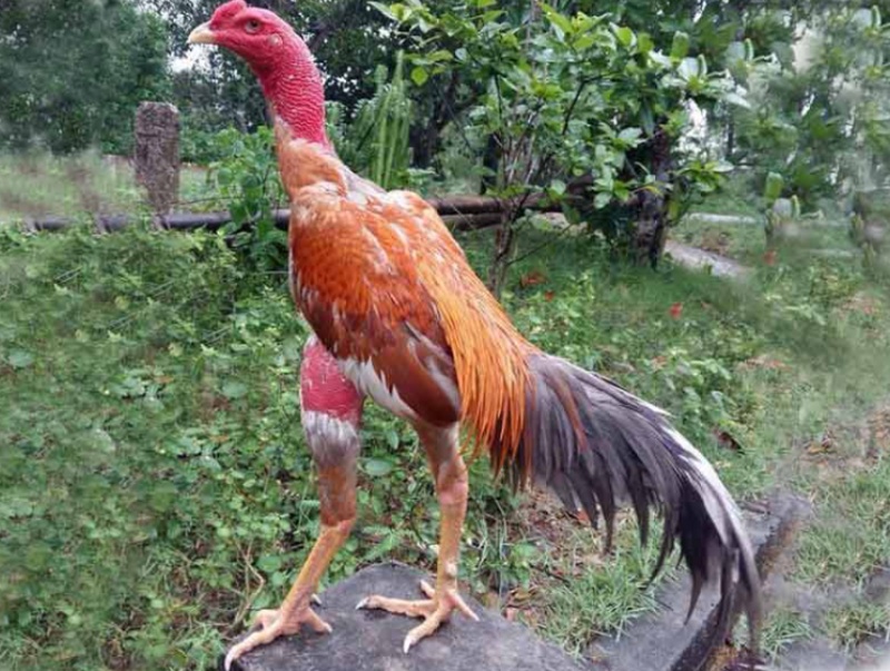 Muốn chọn gà đá hay cần xem kỹ phần chân vảy và cựa 