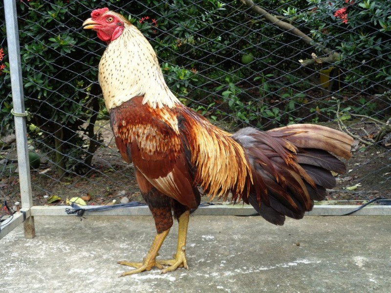 Mật ong cung cấp thêm rất nhiều chất dinh dưỡng cho gà chọi