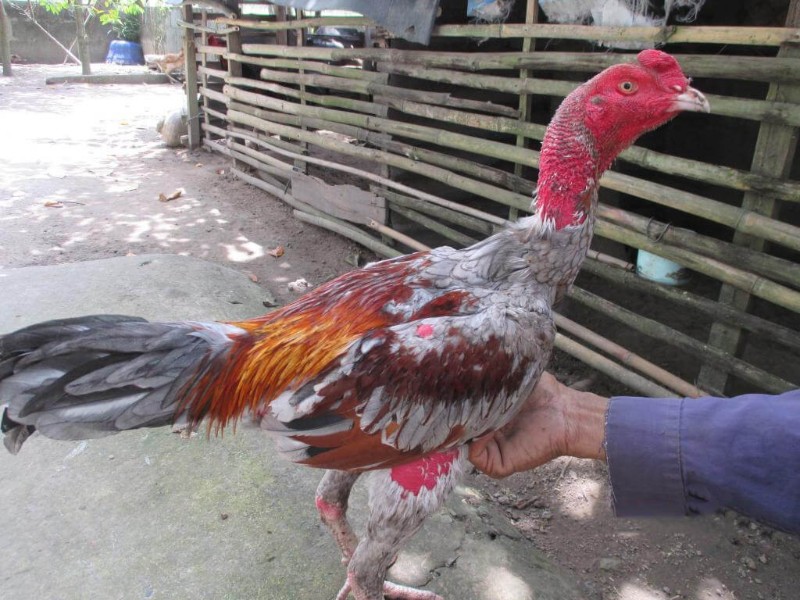 Bạn dùng khăn lông phơi sương để lau người cho kê chiến