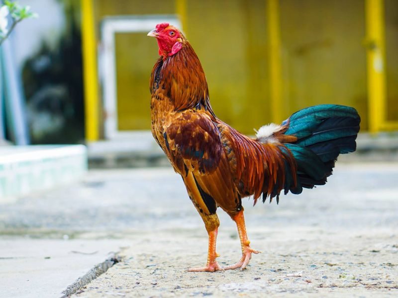 Đúc gà chọi nhiều trống mang lại nhiều lợi ích về kinh tế 
