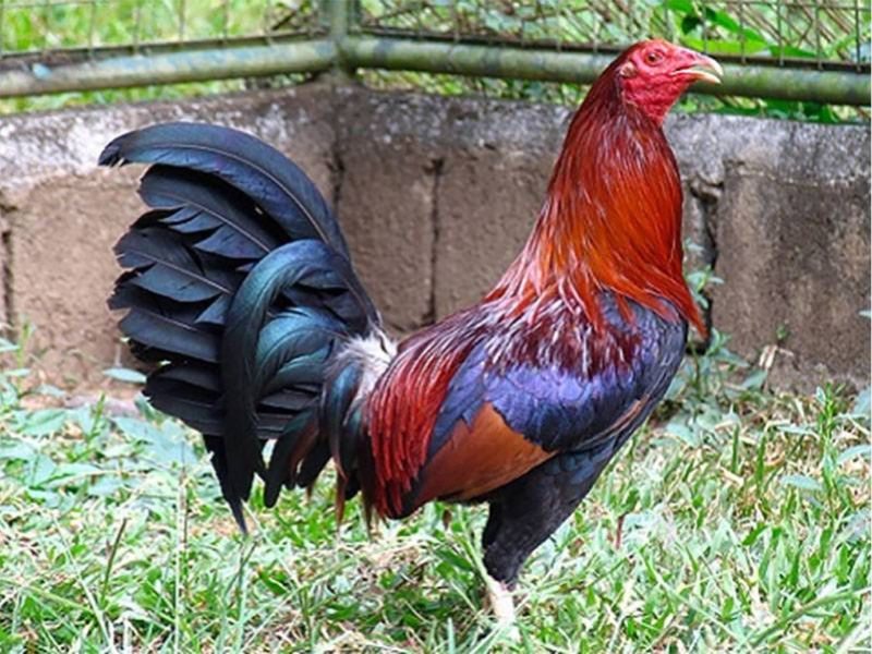 Cần phân loại gà con và gà trưởng thành để đảm bảo sức khỏe cho chúng