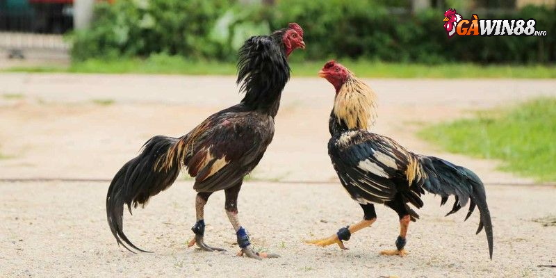 Giống gà Shamo Nhật Bản