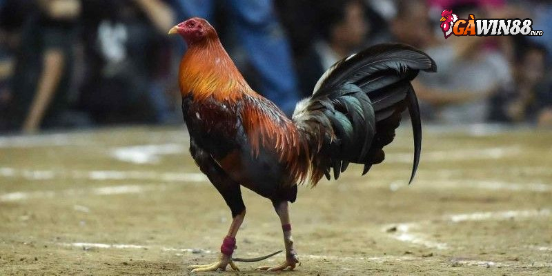 Kinh nghiệm chọn giống gà đá cựa dao cho kê thủ