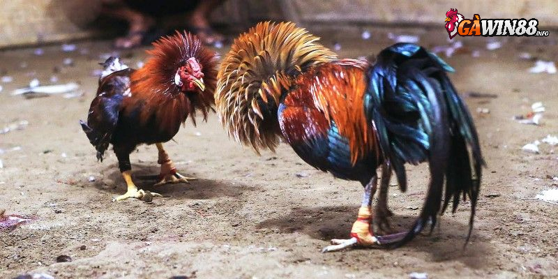 Quy định về luật chơi đá gà cựa dao Gawin88