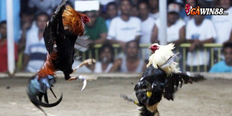 Tìm hiểu hình thức đá gà cựa dao tại Gawin88
