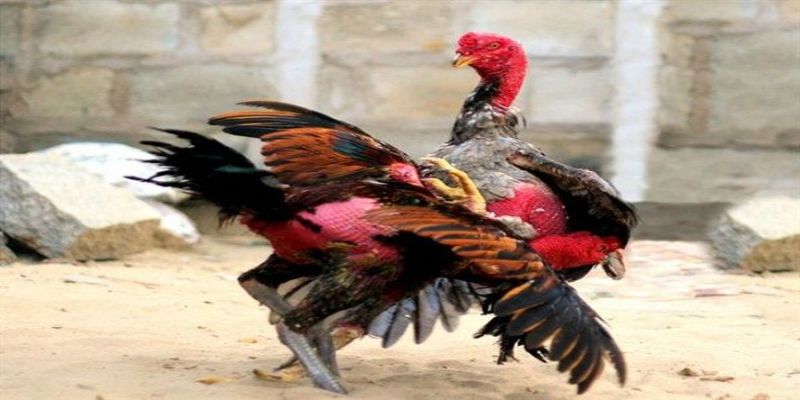 Hầu như mọi cuộc giao tranh đều chỉ diễn ra trong vòng từ 2 - 3 phút