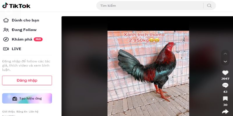 Bạn có thể quan sát trận giao tranh hấp dẫn qua mạng xã hội tiktok