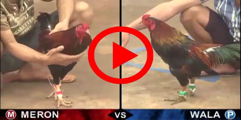 Các nhà cái cá cược đấu chiến kê có dịch vụ trực tiếp song song với việc đặt tiền