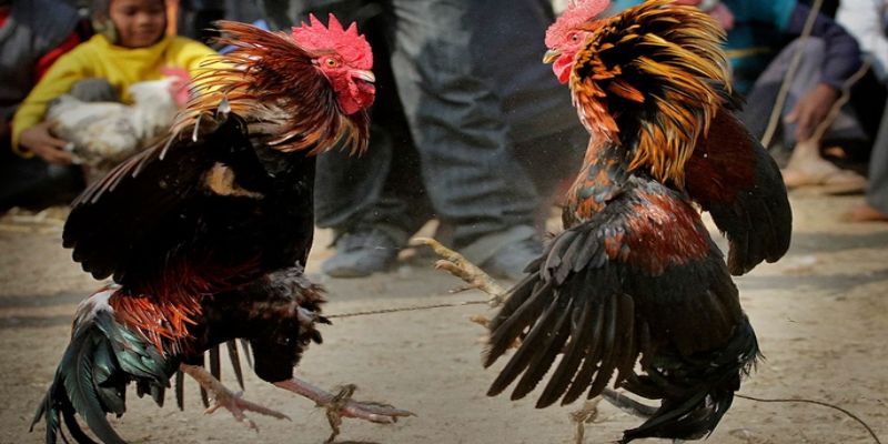 Alo789 đang làm mưa gió & được cộng đồng người chơi đánh giá cao