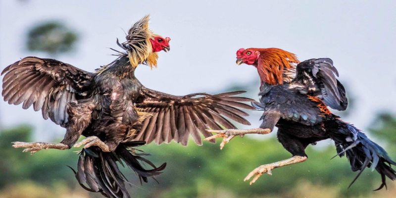 Asil được biết đến là loài gà có lối đá tự nhiên, linh hoạt và hiệu quả