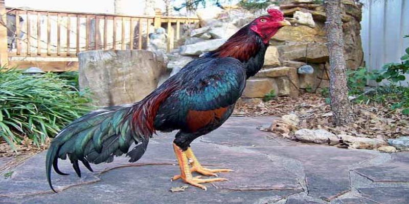 Asil giáp được xem là sản phẩm kết hợp giữa máu gà Jap và Asil