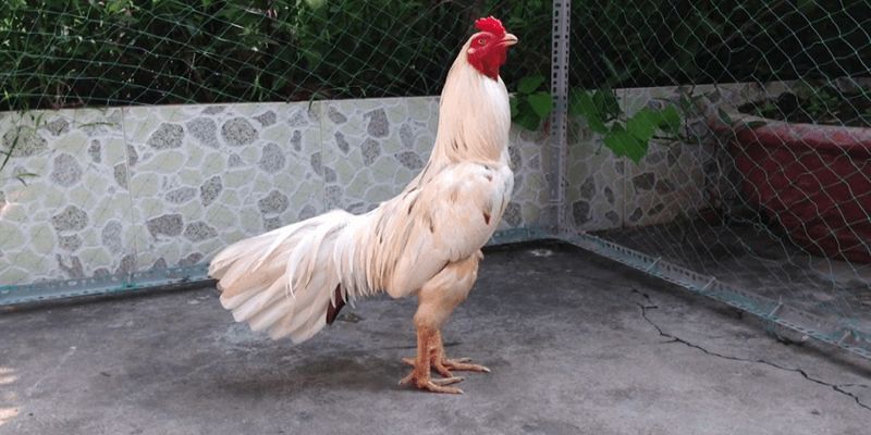 Cách xem gà bướm đá ngày nào tốt hiệu quả