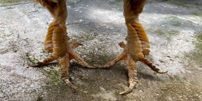 Cải thiện tình trạng vảy gà không đẹp