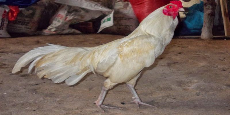 Chân gà bướm màu xanh là một sự lựa chọn phổ biến