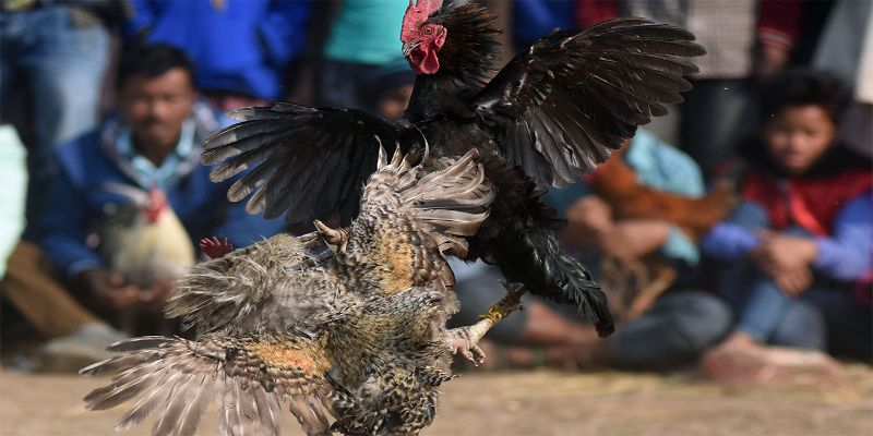 Chọn cho mình trang đá gà mạng uy tín