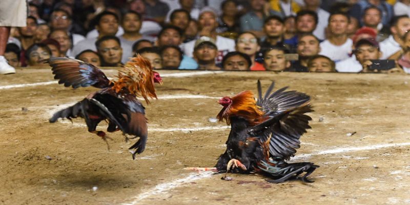 Cơ cấu giải thưởng của trận đá chia thành nhiều phần riêng biệt