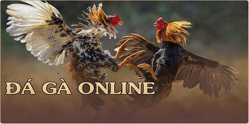 Đá gà tre trực tuyến được nhiều người lựa chọn bởi mang nhiều ưu điểm