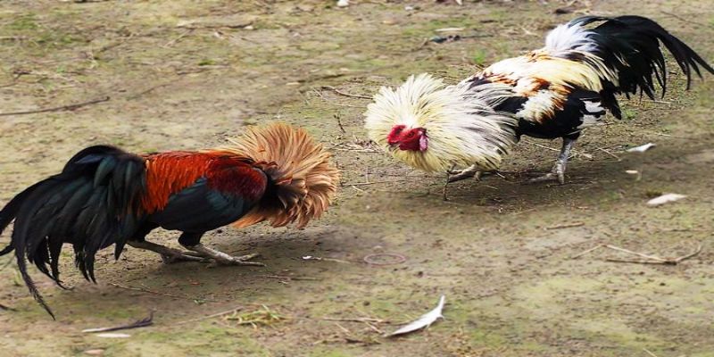Đá gà tre là một dạng giải trí đúng nghĩa so với  gà cựa sắt và cựa dao