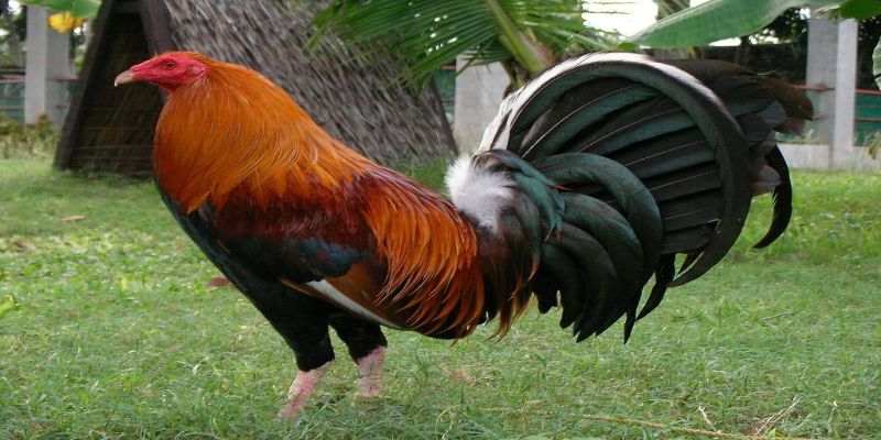 Đặc điểm về ngoại hình gà mỹ dòng kelso