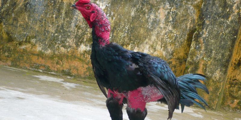 Dòng gà đòn có kích thước vượt trội hơn một số giống khác