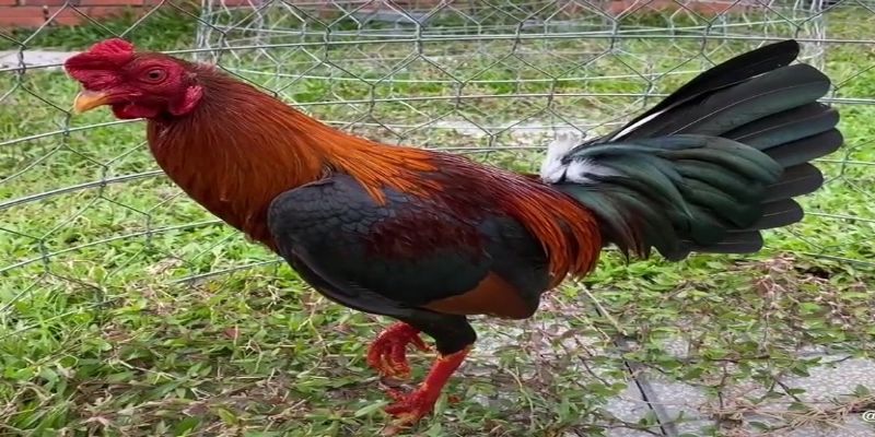 Gà Asil có hình dạng cơ thể cường tráng, với xương khá nặng và cơ bắp