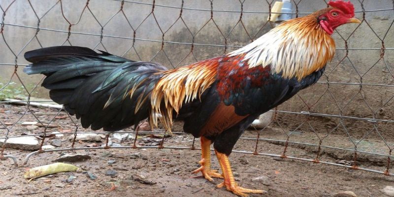 Gà Bông Ngũ Sắc thường xuất hiện nhiều hơn trong dòng gà tre.