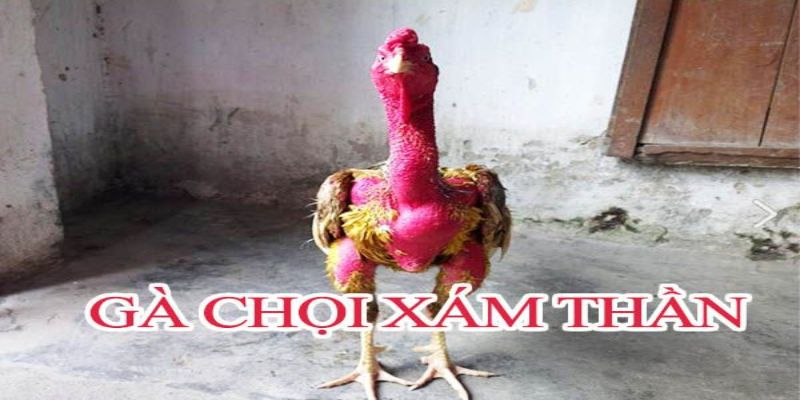Gà Gallus có khả năng tìm kiếm thức ăn