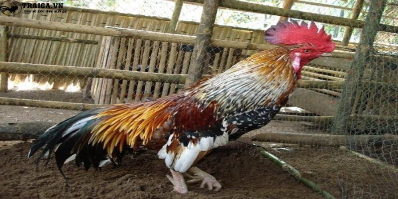 Gà Ngũ Sắc Chân Vàng, tương tự như dòng chân trắng