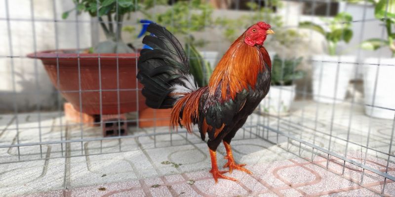Gà Tre Asil Mỹ là sản phẩm xuất sắc kết hợp giữa dòng gà Bantam và  Asil