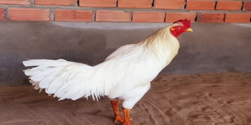 Gà bướm là một biểu tượng độc đáo trong thế giới gà