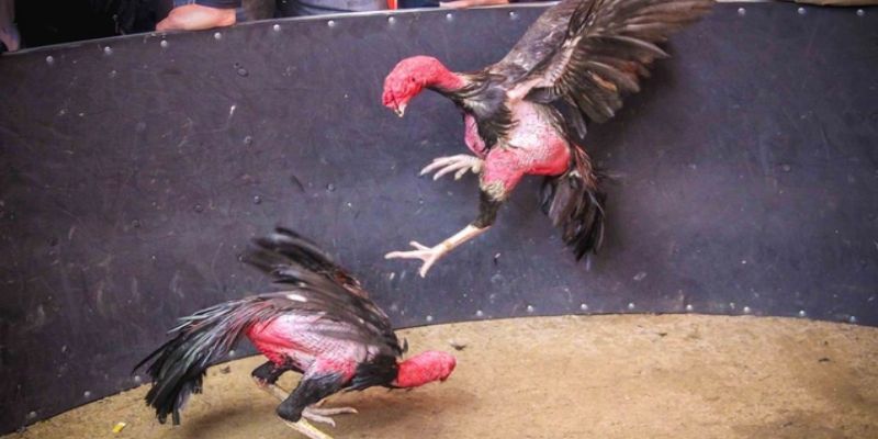 Gà chọi chuyên được nuôi và rèn luyện để tham gia các trận chiến