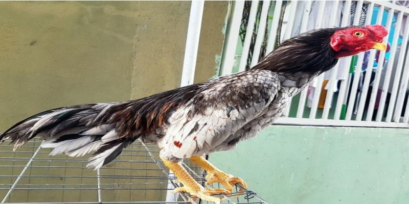 Kiểu mỏ của giống gà đá hay này cũng có sự đa dạng và không giống nhau