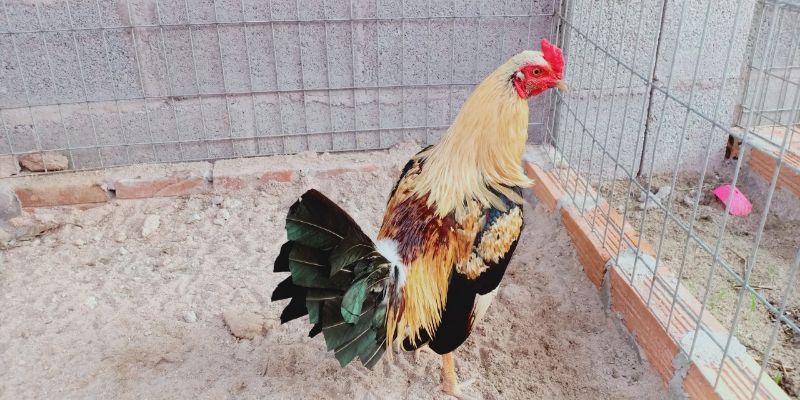 Kỹ năng cũng là yếu tố rất cần thiết cho một chú chiến kê