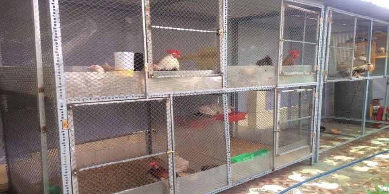 Lưu ý quan trọng nhất trong cách làm chuồng gà đơn giản tại nhà