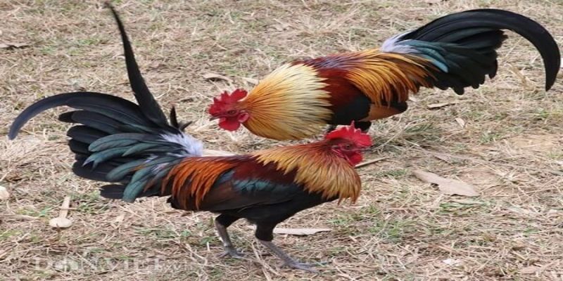 Lưu ý một số điều cần thiết khi tham gia cá cược đá gà tre hiệu quả