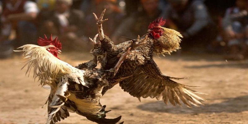 Nắm rõ luật chơi là một trong những yếu tố quan trọng