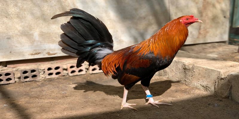 Nguồn gốc của giống gà mỹ dòng kelso