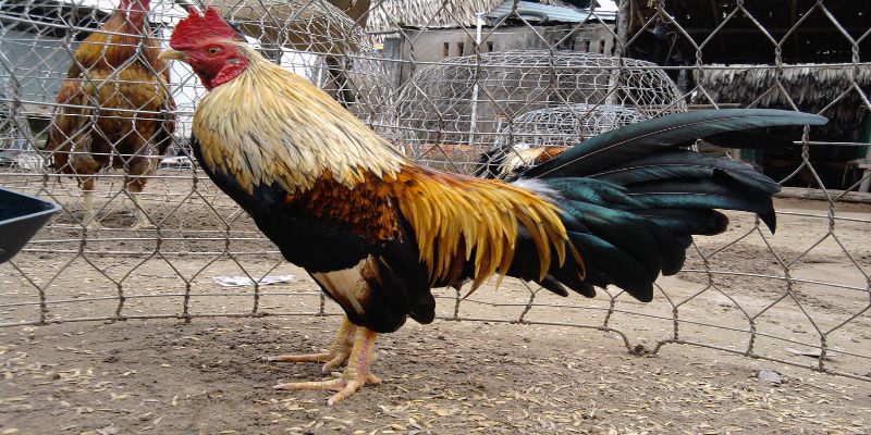 Những chú gà tre được coi là có sức chiến đấu tốt khi đáp ứng đủ các tiêu chí
