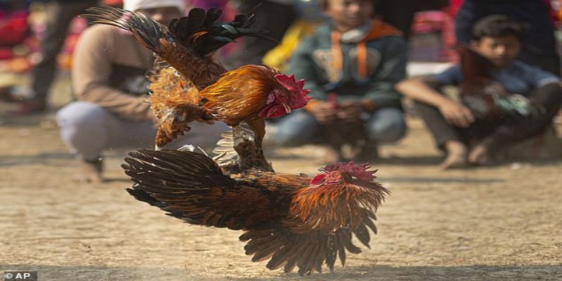 Những lưu ý về đặt cược khi xem trực tiếp đá gà tre