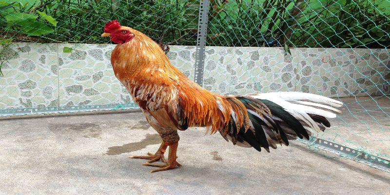 Phần chân của gà Ngũ Sắc thường là điểm nhận dạng quan trọng nhất