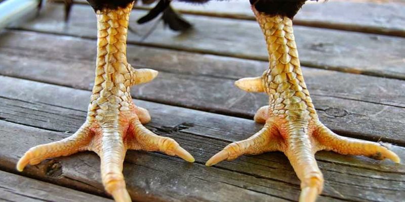 Quan sát phần chân lựa chọn chiến kê có đòn đánh vượt trội
