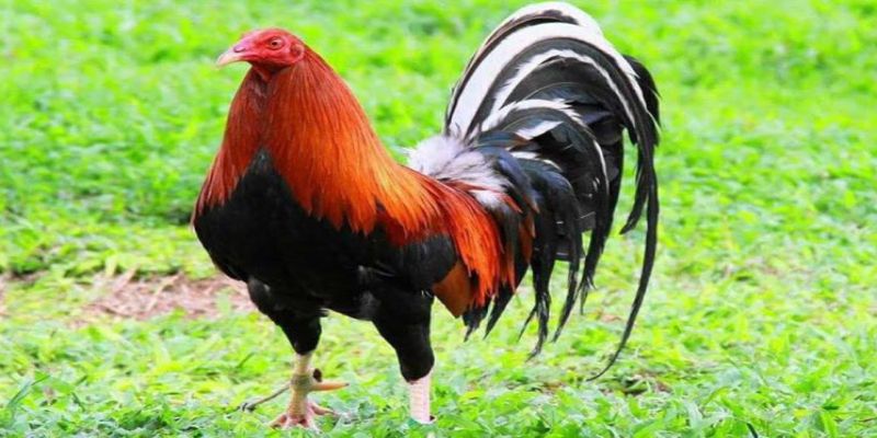 Thức ăn chính của gà Kelso thường là thóc lúa