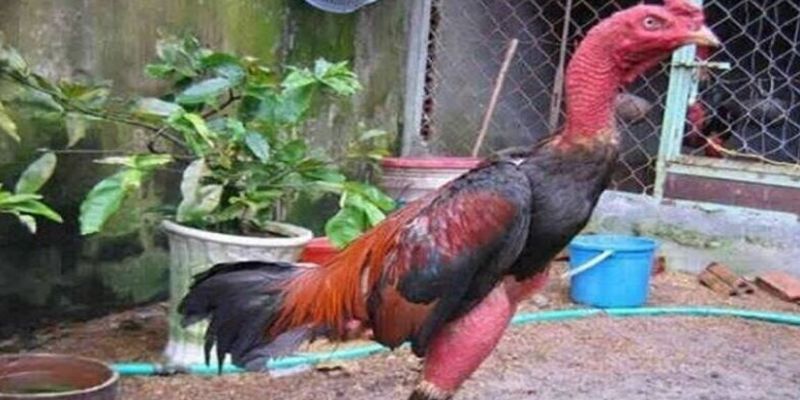 Tía Kinh Kong với lối đá đa dạng khiến đối thủ phải kiêng dè