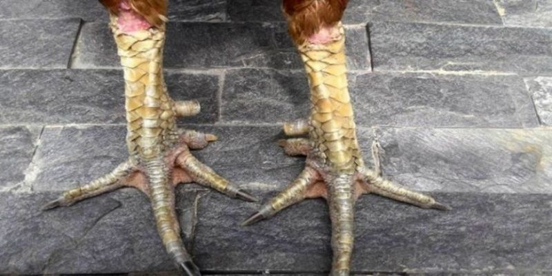 Tình trạng vảy gà không đẹp làm cho chúng mất đi cái đẹp tự nhiên