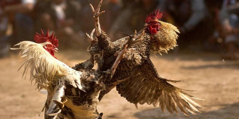 Trận đá gà 24 tỷ thu hút sự chú ý của đông đảo anh em trên cả nước