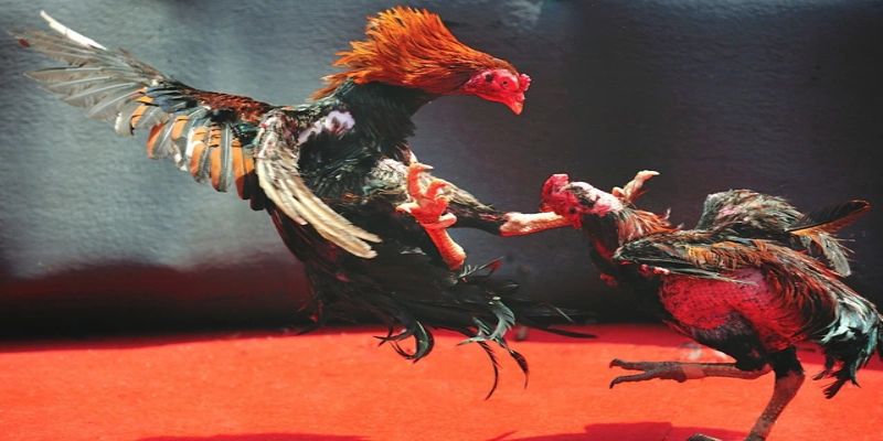 Trang đá gà mạng uy tín luôn bảo vệ quyền lợi cho bạn